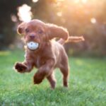 Finding the Best Pet Insurance in California: A Comprehensive Guide